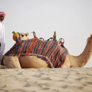 Desert Safari With Camel Ride, Dinner & Shows