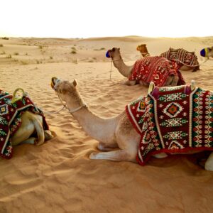 herd of camel sitting on desert sand